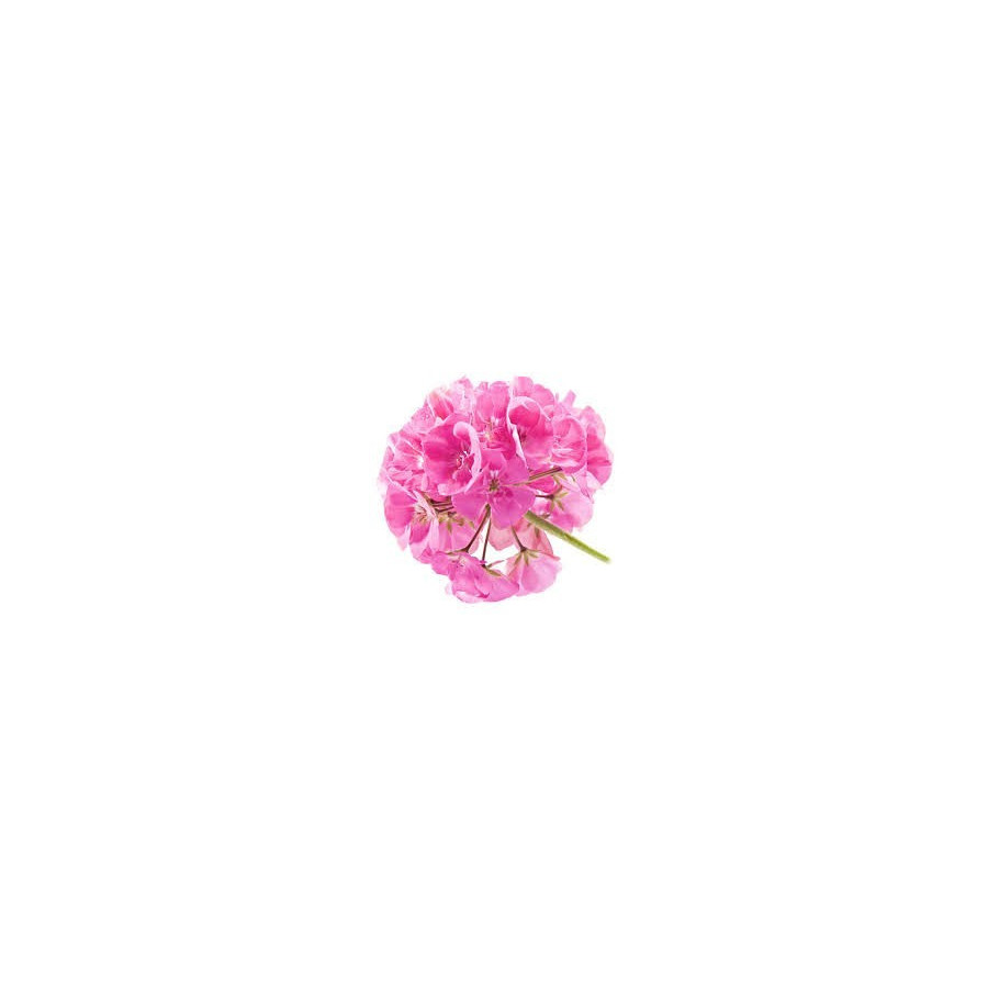 Geranie - Geranium
